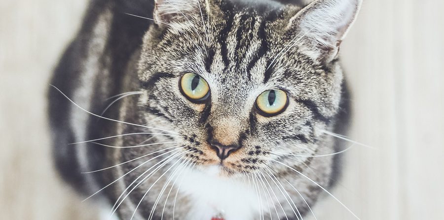 Guía de cuidados para gatos adultos