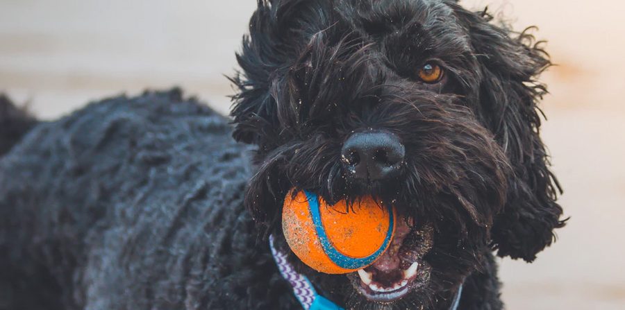 Guía de cuidados para perro adulto