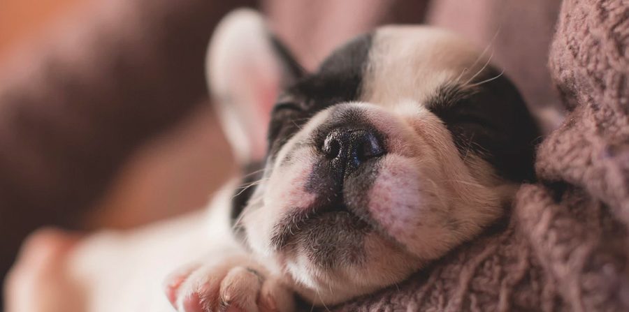 Guía de cuidados para perros cachorros