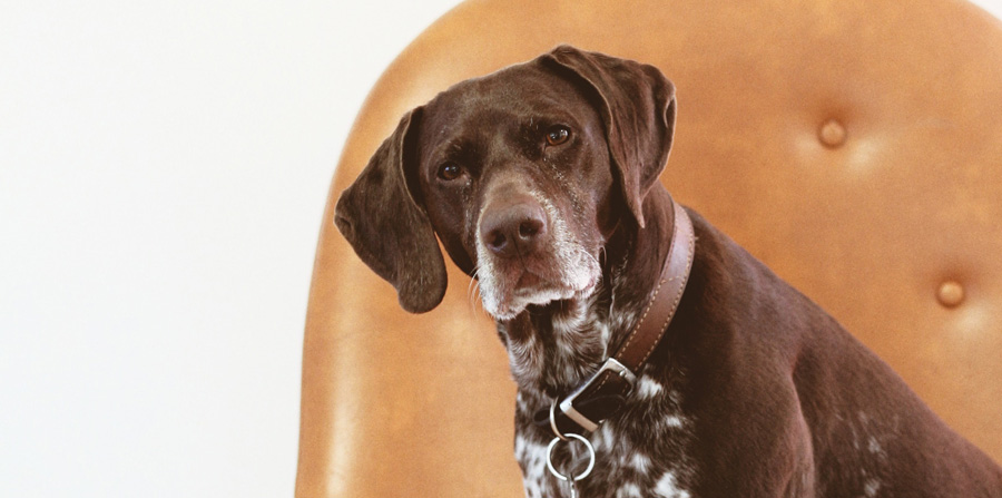 Guía de cuidados para perro senior