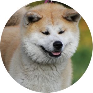 Akita Inu