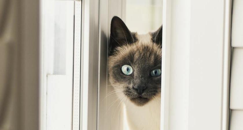 ¿Quieres darle un baño a tu gato? Mira esta guía para empezar