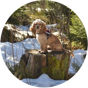 American Cocker Spaniel