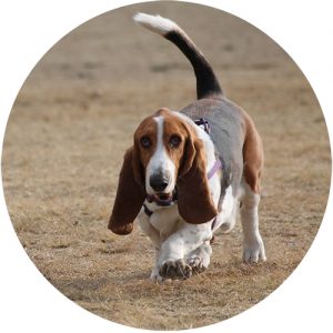 Basset Hound