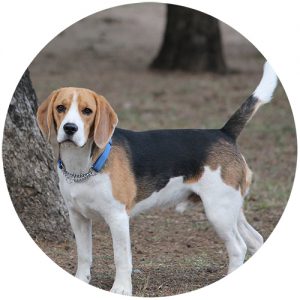 Beagle