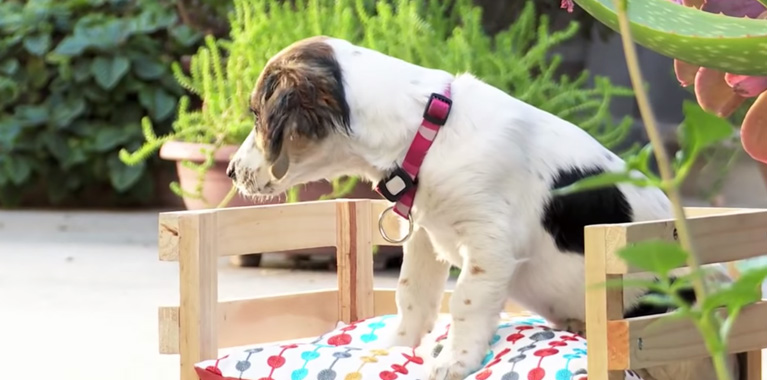 ¿Cómo hacer una cama para tu perro?