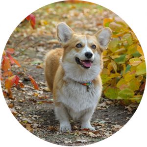 Corgi Pembroke