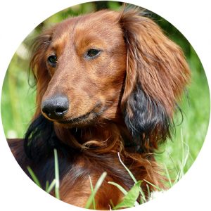 Dachshund pelo largo