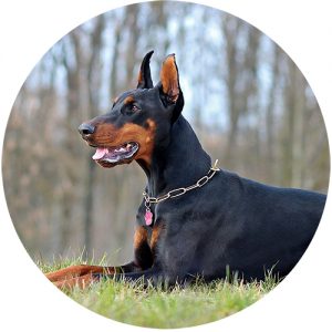 Doberman