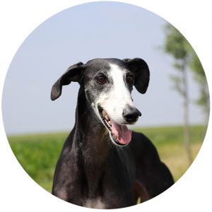 Galgo español