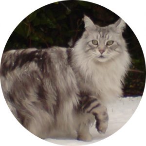 Maine coon