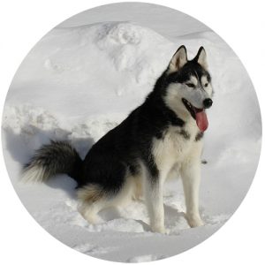 Husky Siberiano