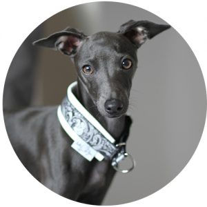 Italian Greyhound