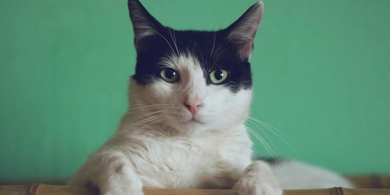 Bañar a un gato blanco y negro