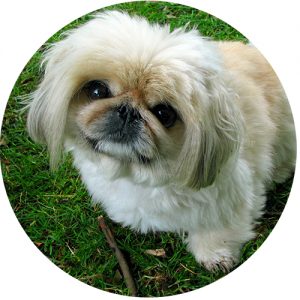 Pekinés