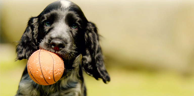 ¿Cómo educar a mi perro?