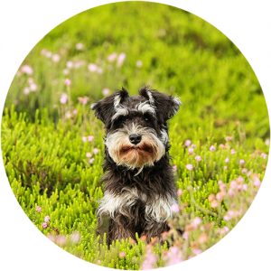 Schnauzer