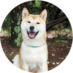 Shiba Inu