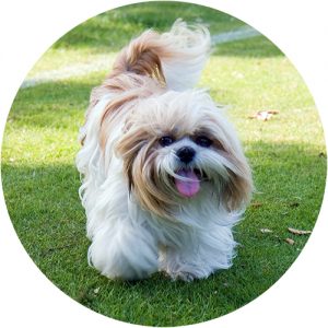 Shih Tzu