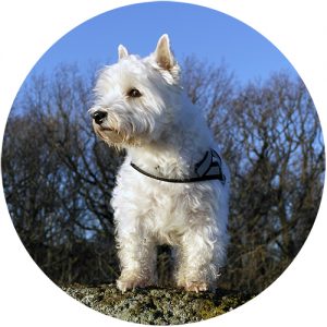 West Highland White Terrier