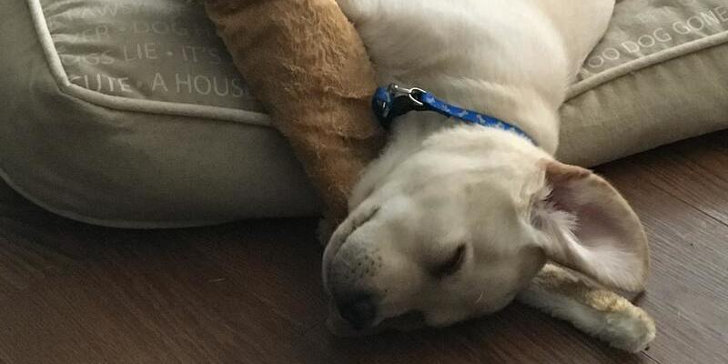 perro durmiendo en cama para mascotas 