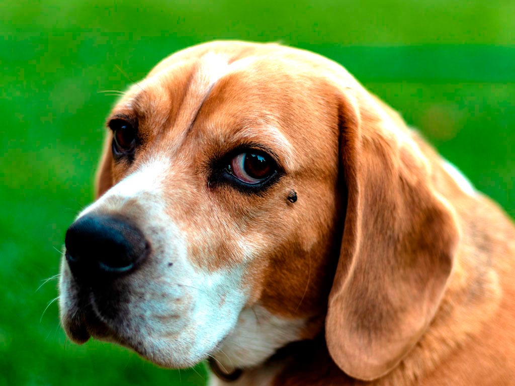 Beagle Fanáticos de las mascotas