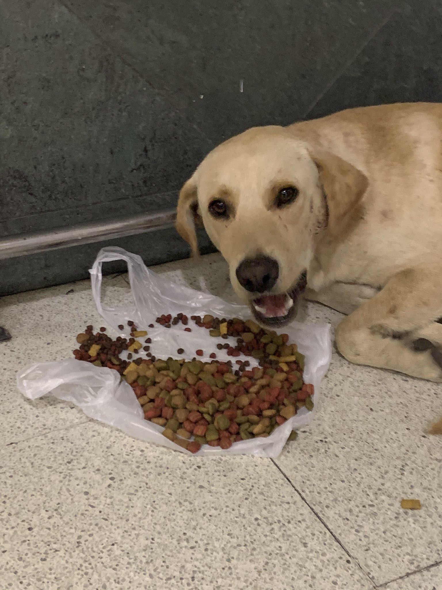 Labrador perdido