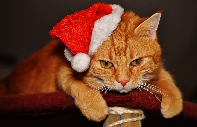Ideas para regalar a tu gato en navidad | Fanáticos de las mascotas