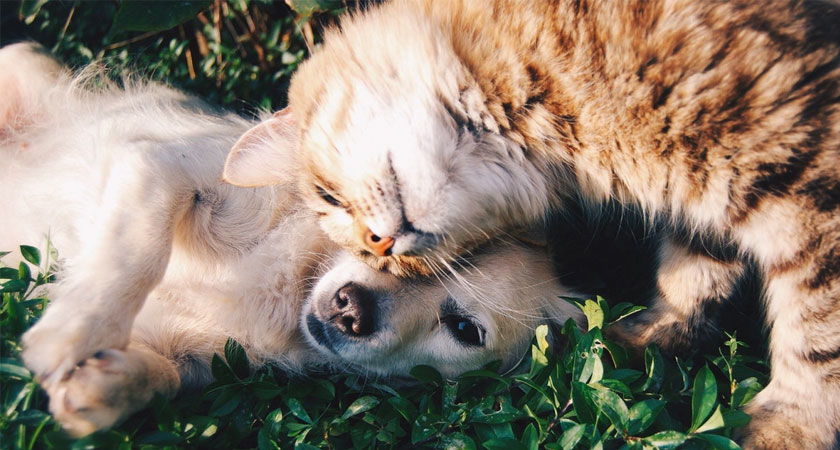 ¿Por qué esterilizar a mi mascota?