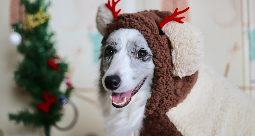 6 ideas para regalar a tu perro en Navidad