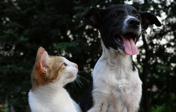 Adopta una mascota en verano: tips para recibirlos como se merecen