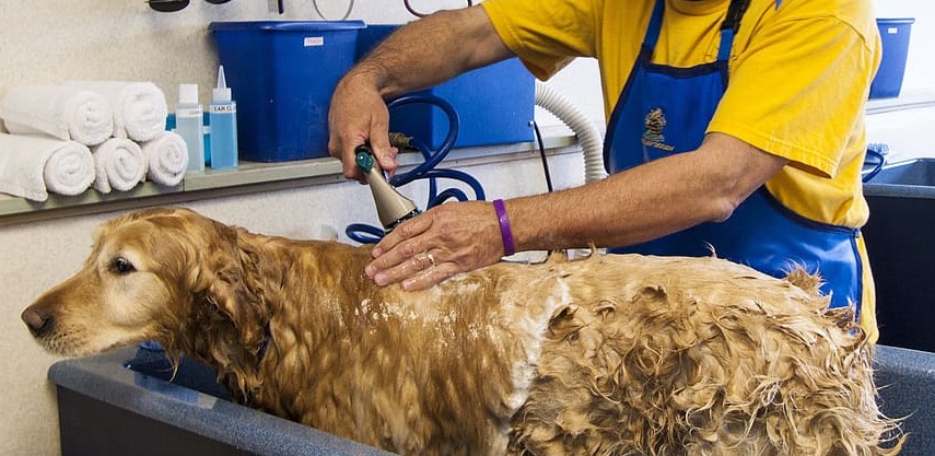 Peluquería canina: sus ventajas para tu peludo