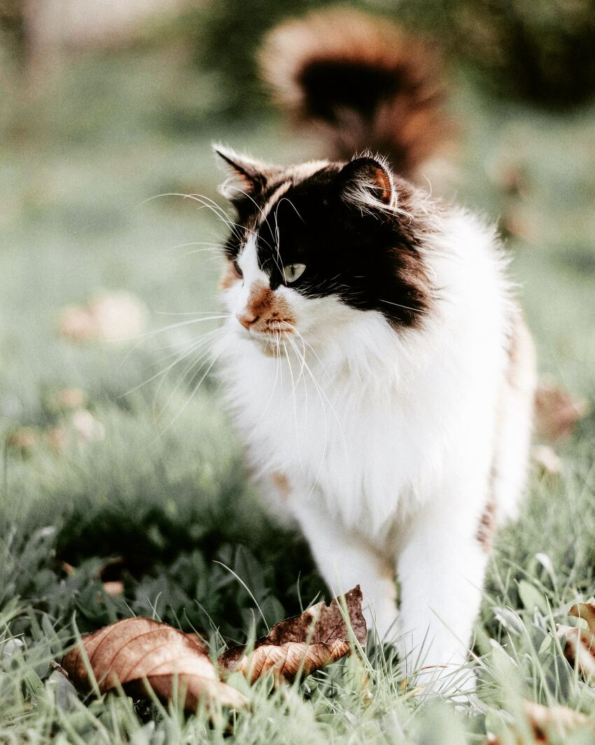 gatos de pelo largo en verano