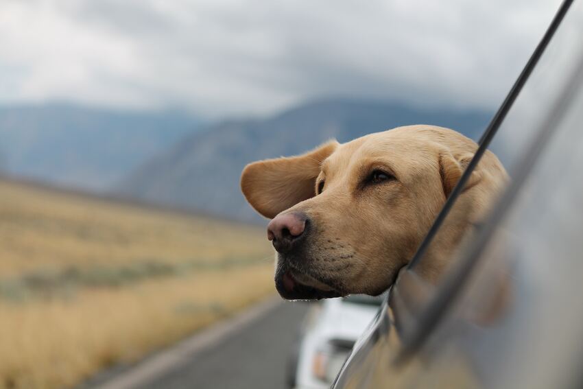 perros en vacaciones en auto