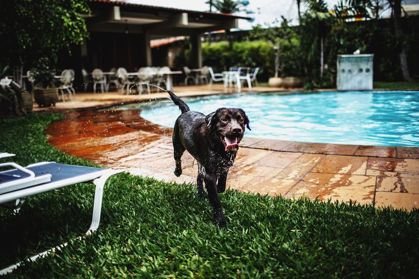 hoteles que aceptan perros