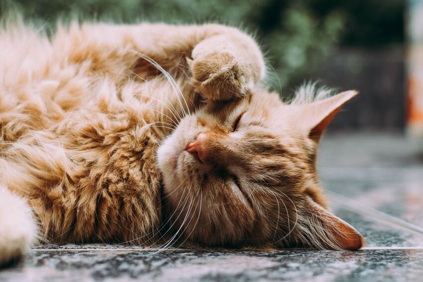 4 cuidados para gatos de pelo largo en verano