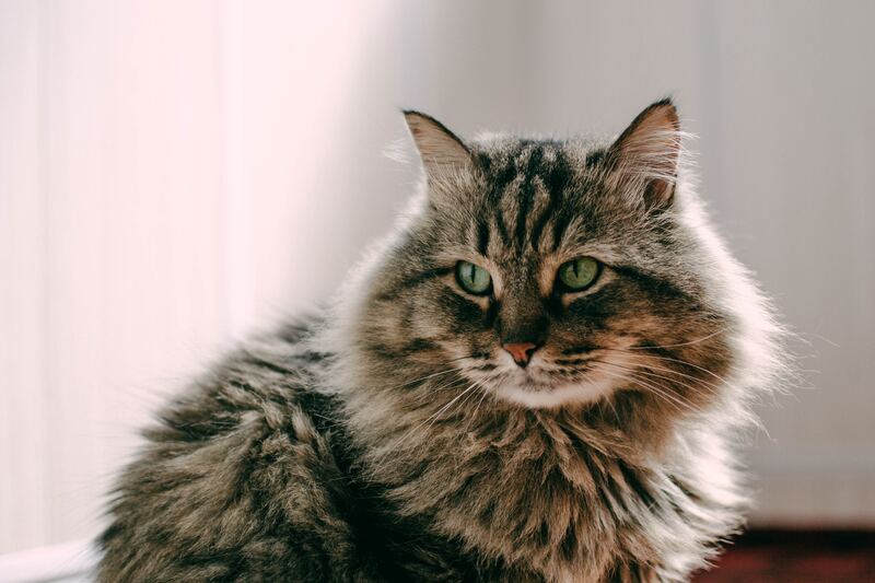 Gatos de pelo largo bolas de pelo