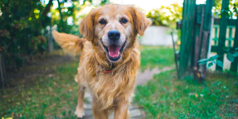 perro feliz