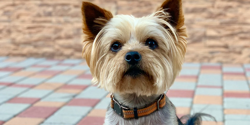 Yorkshire terrier peluquería canina