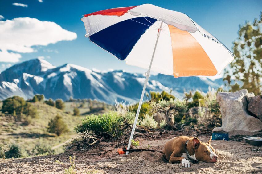 Checklist para una escapada outdoor con tu perro en vacaciones