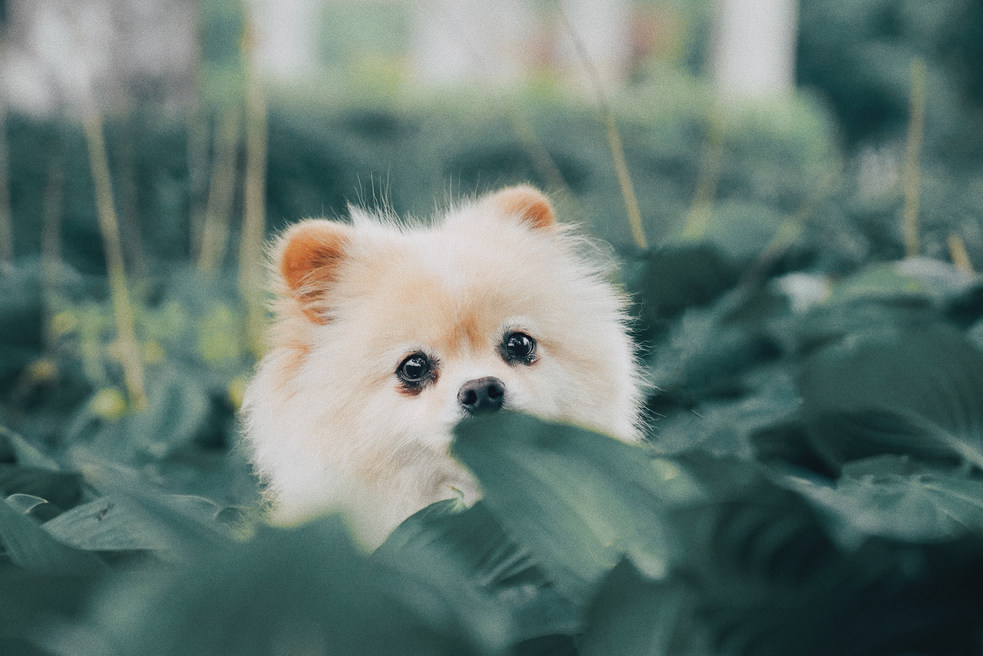 Plantas tóxicas perros 