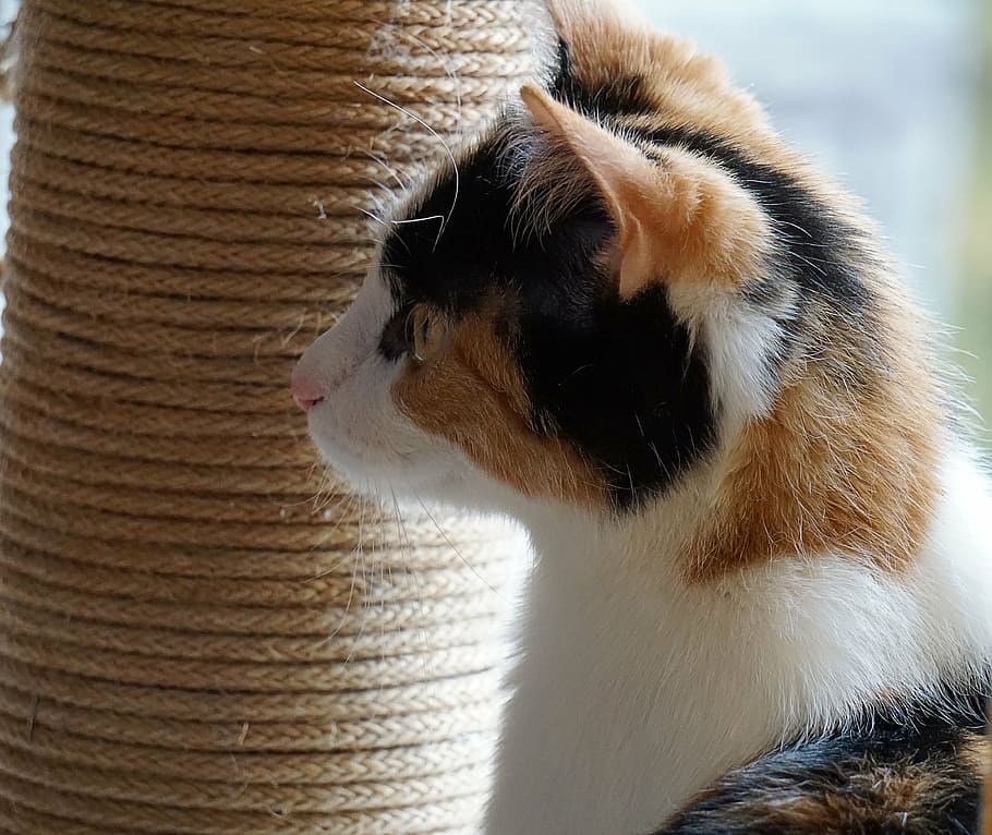 gata tricolor