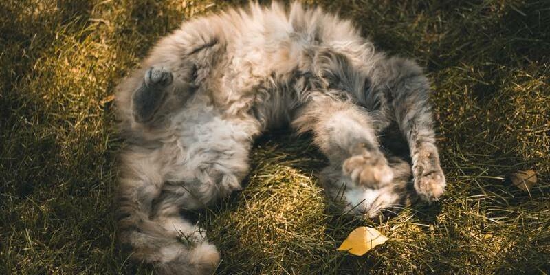 gato relajado con catnip