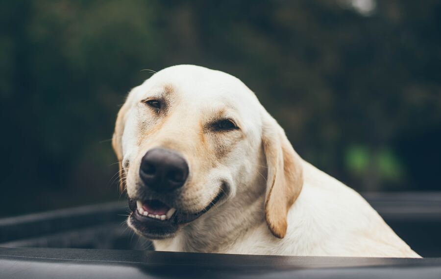 perro feliz con su app para mascotas