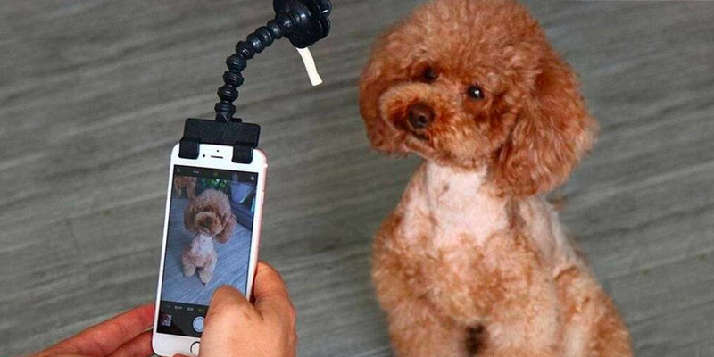 celular mostrando imagen de perro junto al perro