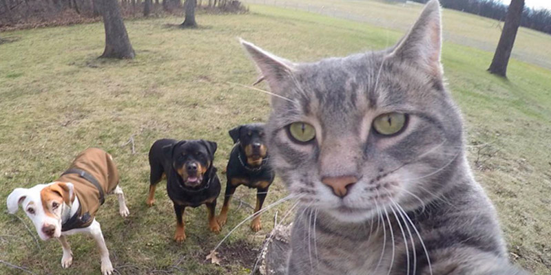 gato tomándose selfie con perros