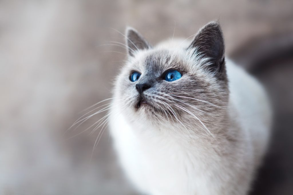 gato ojos azules