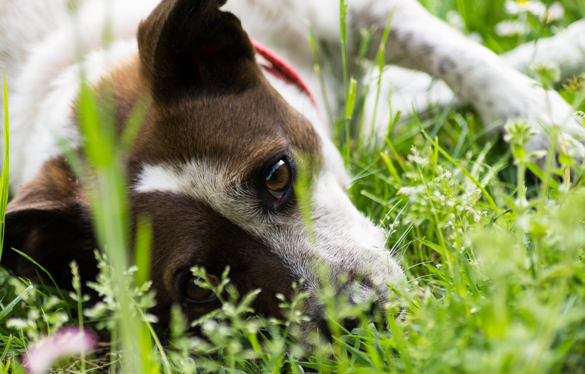 Plantas tóxicas perros 