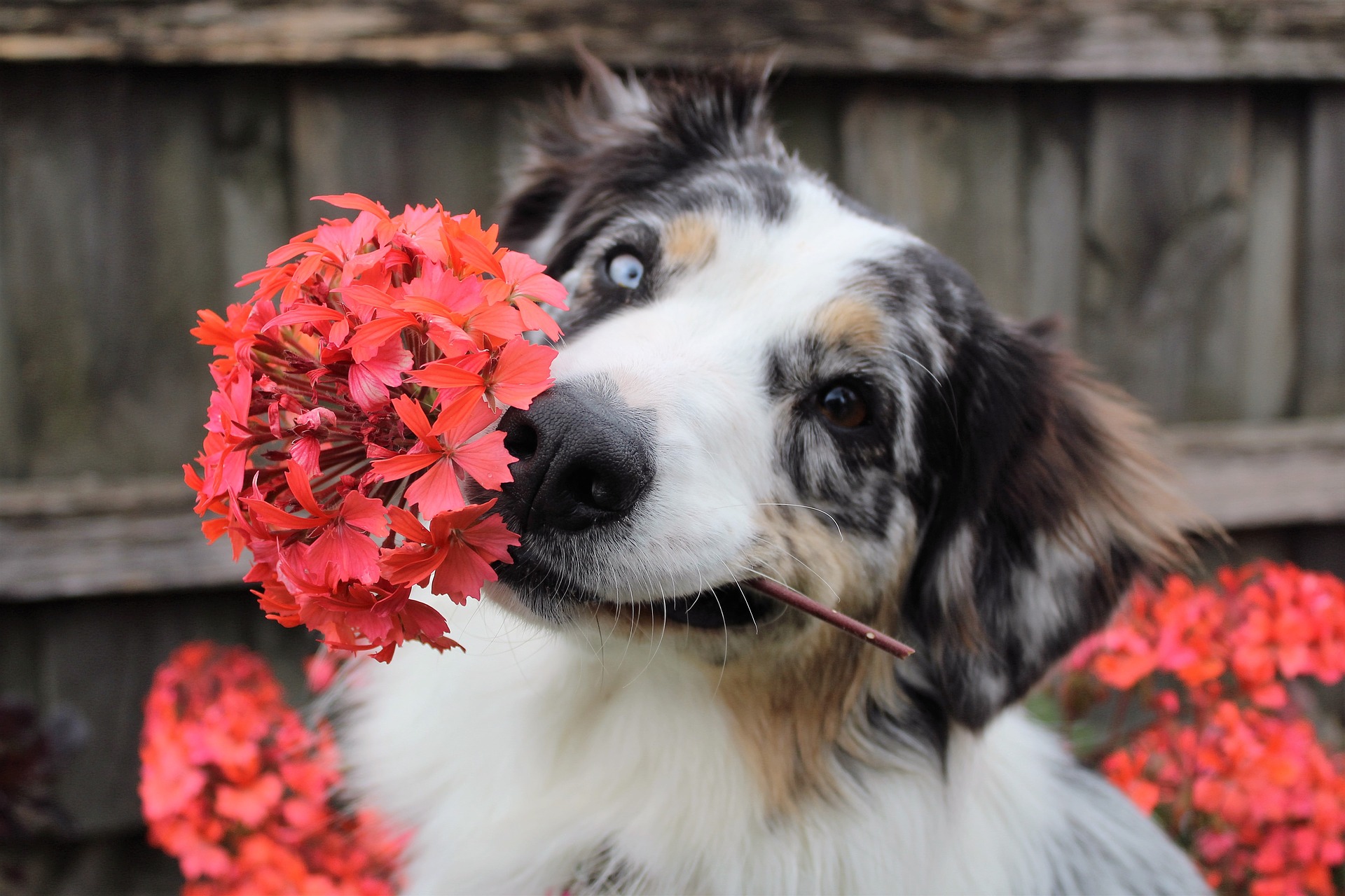 ¿Qué plantas son tóxicas para los perros?