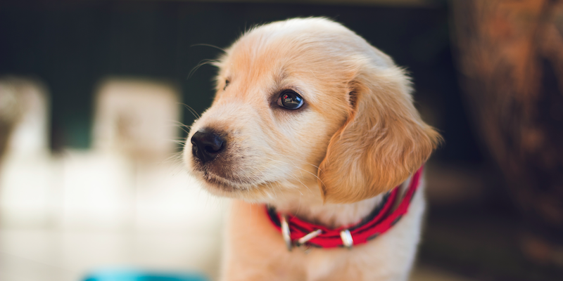 golden retriever cachorro